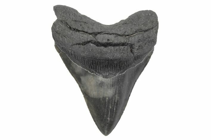 Serrated, Fossil Megalodon Tooth - South Carolina #208577